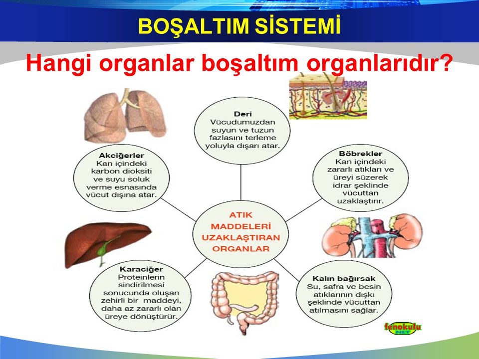 Hangi organlar boşaltım organlarıdır