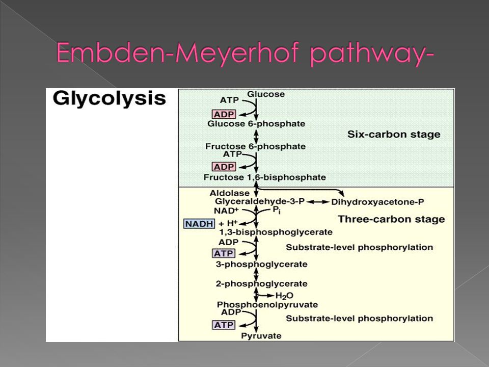 Embden-Meyerhof pathway-