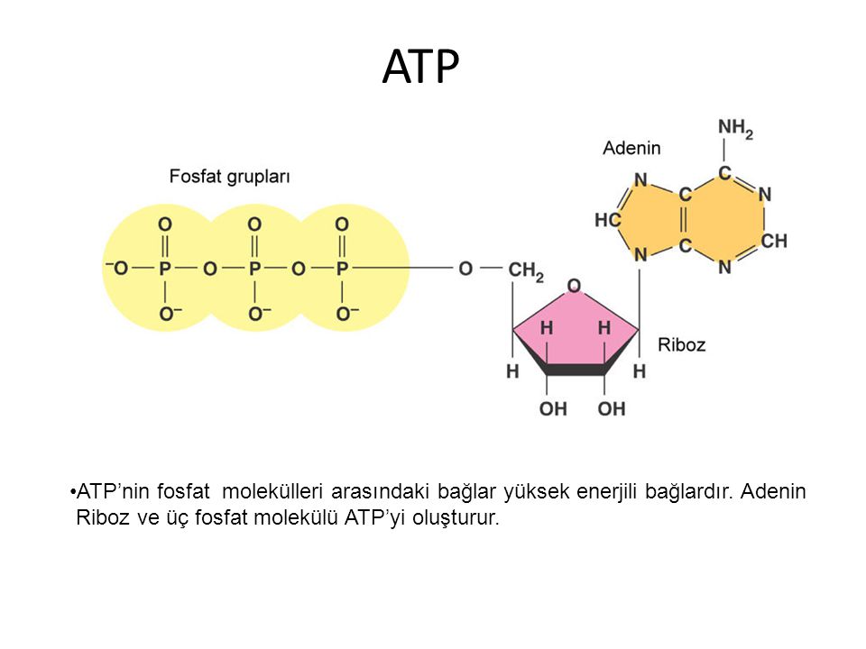 ATP ATP’nin fosfat molekülleri arasındaki bağlar yüksek enerjili bağlardır.