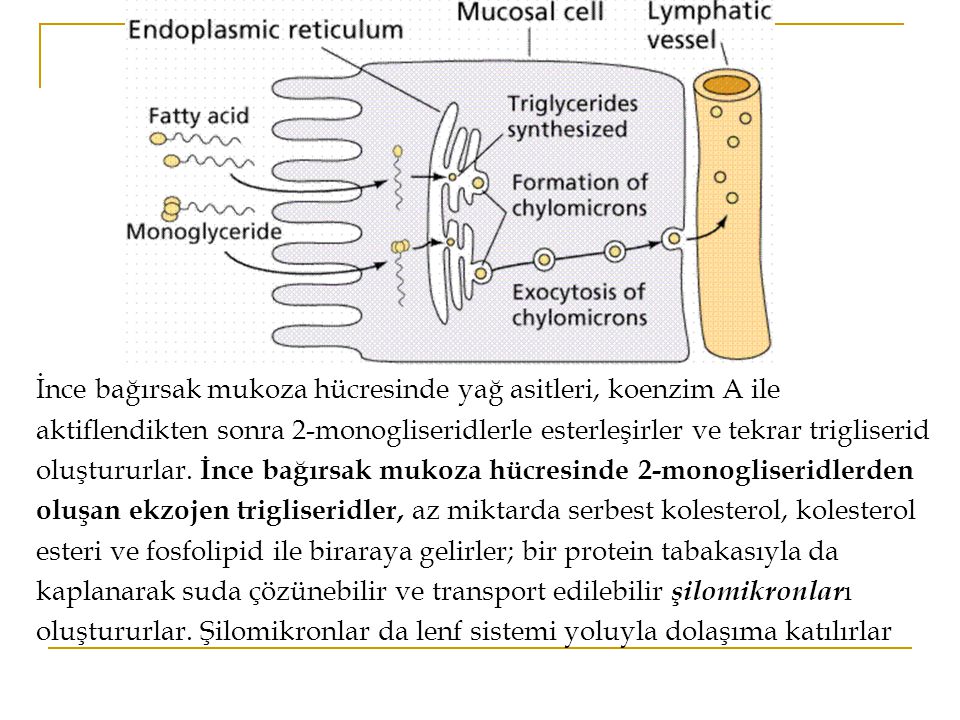 İnce bağırsak mukoza hücresinde yağ asitleri, koenzim A ile aktiflendikten sonra 2-monogliseridlerle esterleşirler ve tekrar trigliserid oluştururlar.