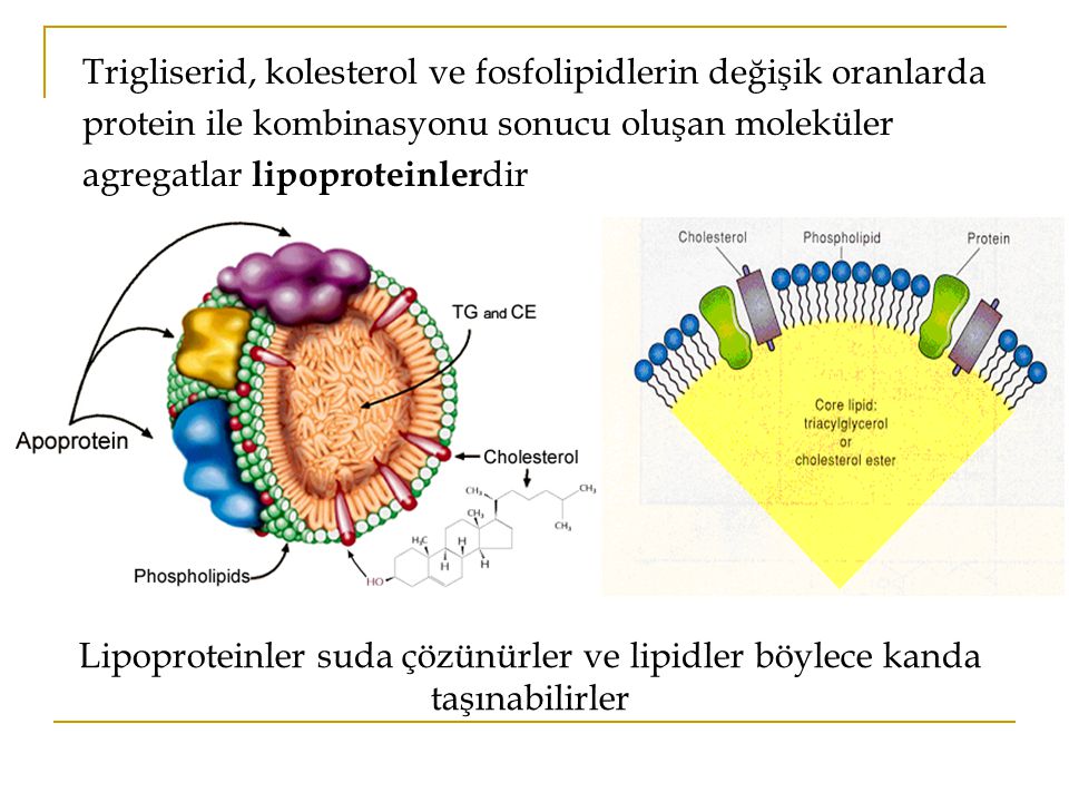 Trigliserid, kolesterol ve fosfolipidlerin değişik oranlarda protein ile kombinasyonu sonucu oluşan moleküler agregatlar lipoproteinlerdir