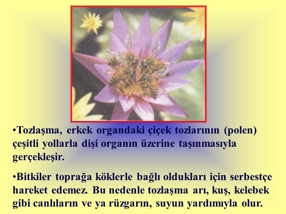 Tozlaşma, erkek organdaki çiçek tozlarının (polen) çeşitli yollarla dişi organın üzerine taşınmasıyla gerçekleşir.