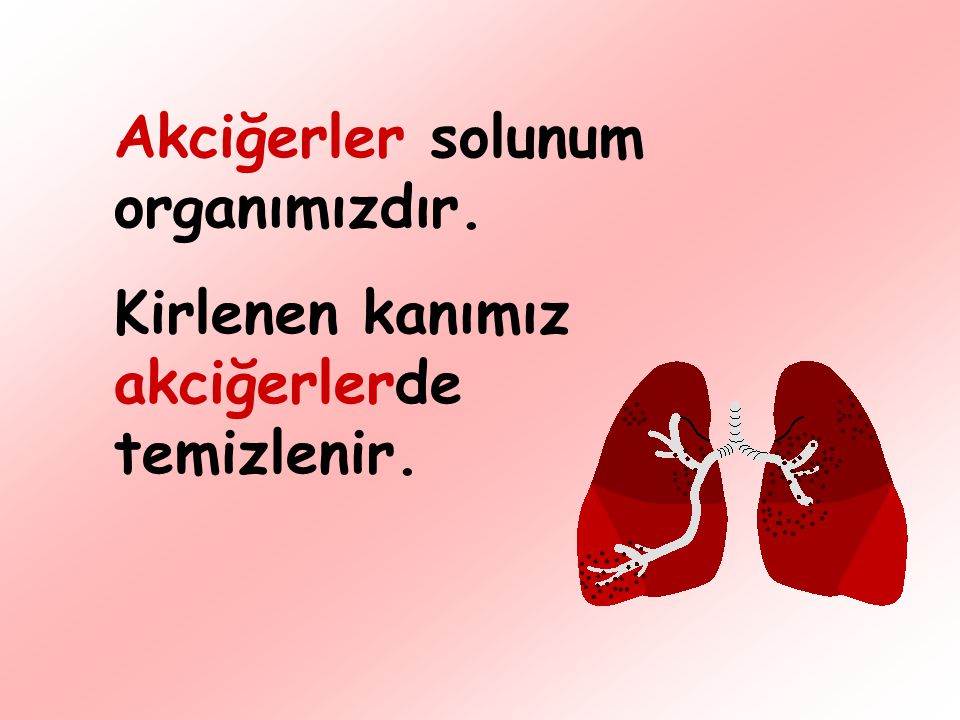 Akciğerler solunum organımızdır.