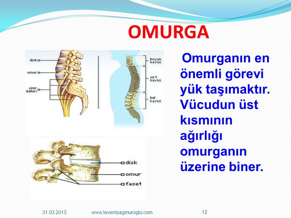 OMURGA Omurganın en önemli görevi yük taşımaktır. Vücudun üst kısmının ağırlığı omurganın üzerine biner.