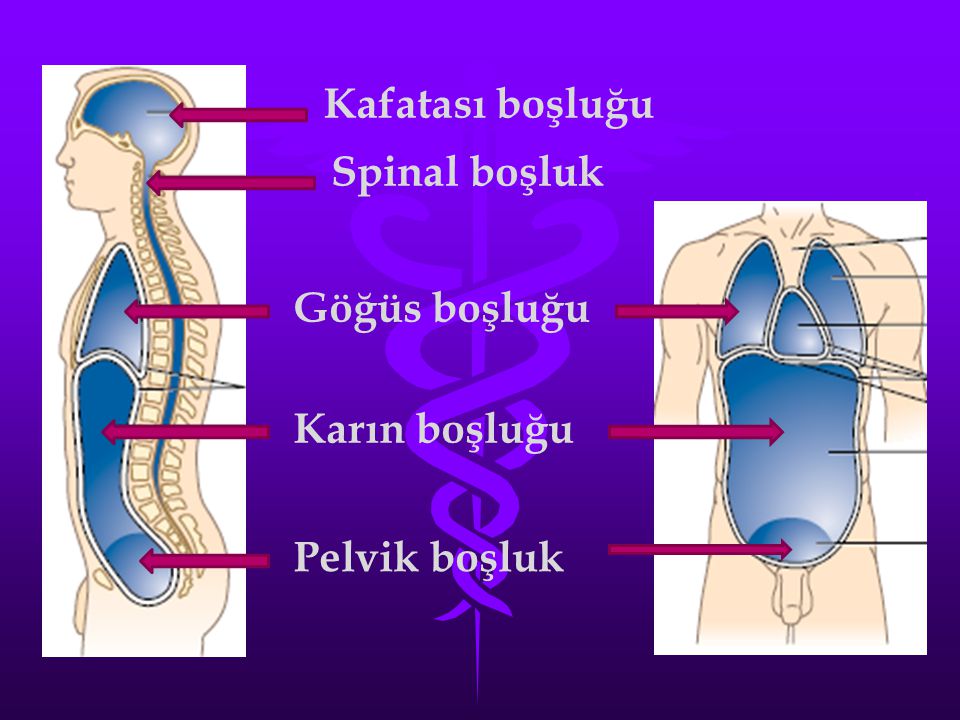 Kafatası boşluğu Spinal boşluk Göğüs boşluğu Karın boşluğu Pelvik boşluk