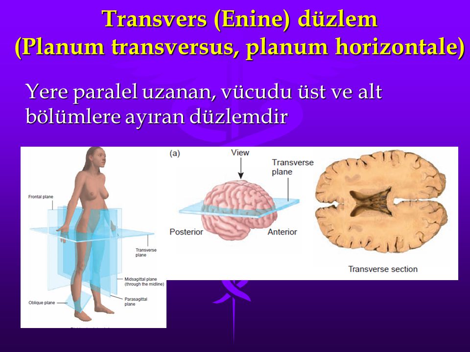 Transvers (Enine) düzlem (Planum transversus, planum horizontale)