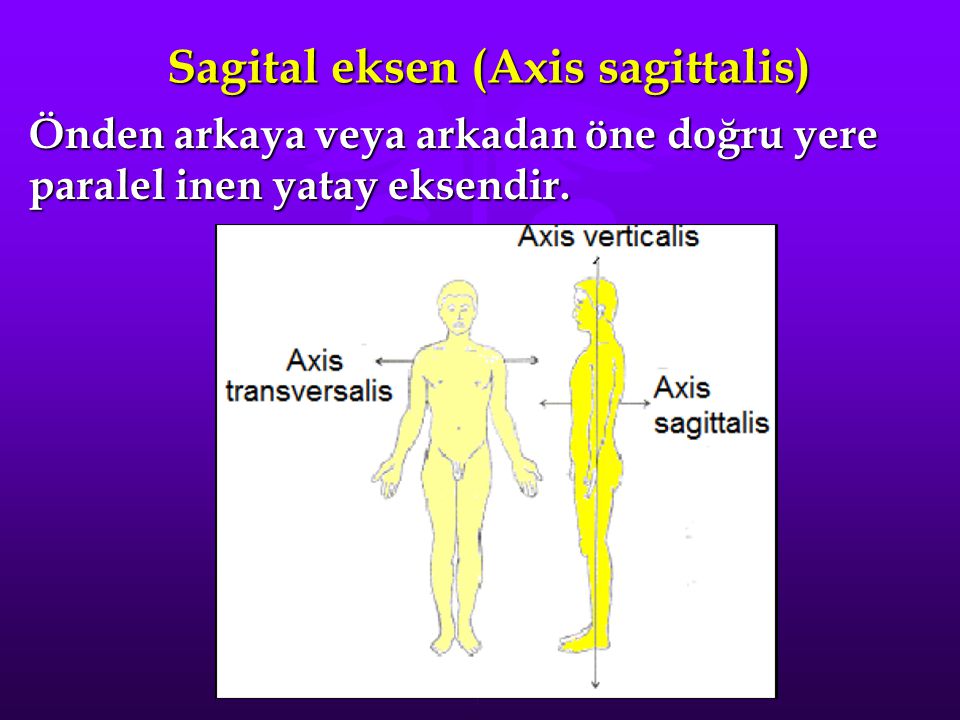Sagital eksen (Axis sagittalis)