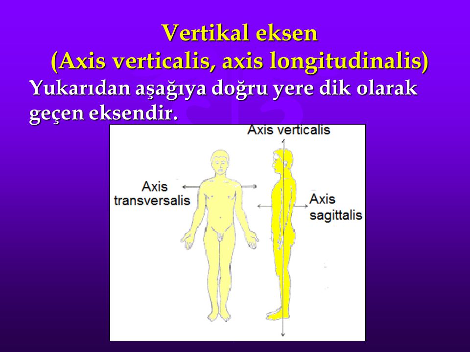 Vertikal eksen (Axis verticalis, axis longitudinalis)