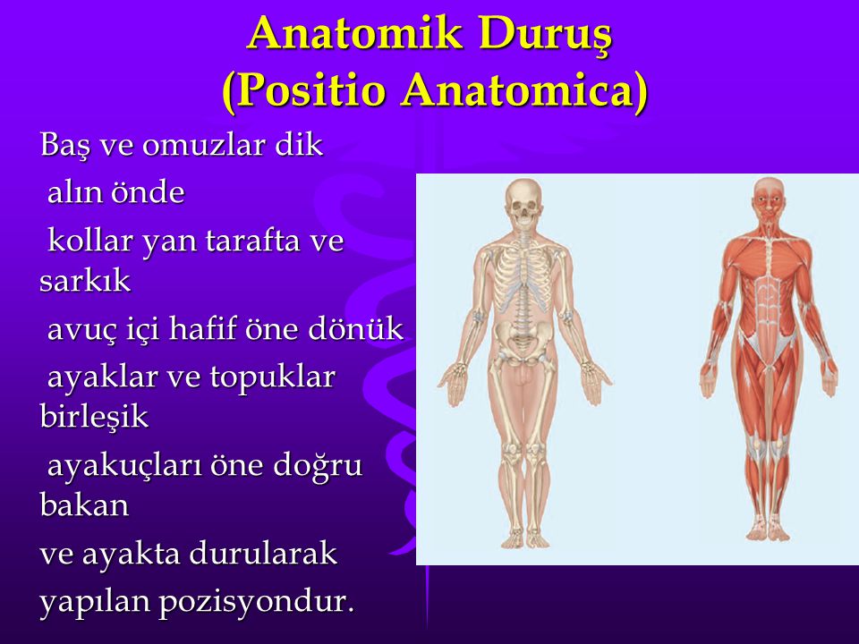 Anatomik Duruş (Positio Anatomica)