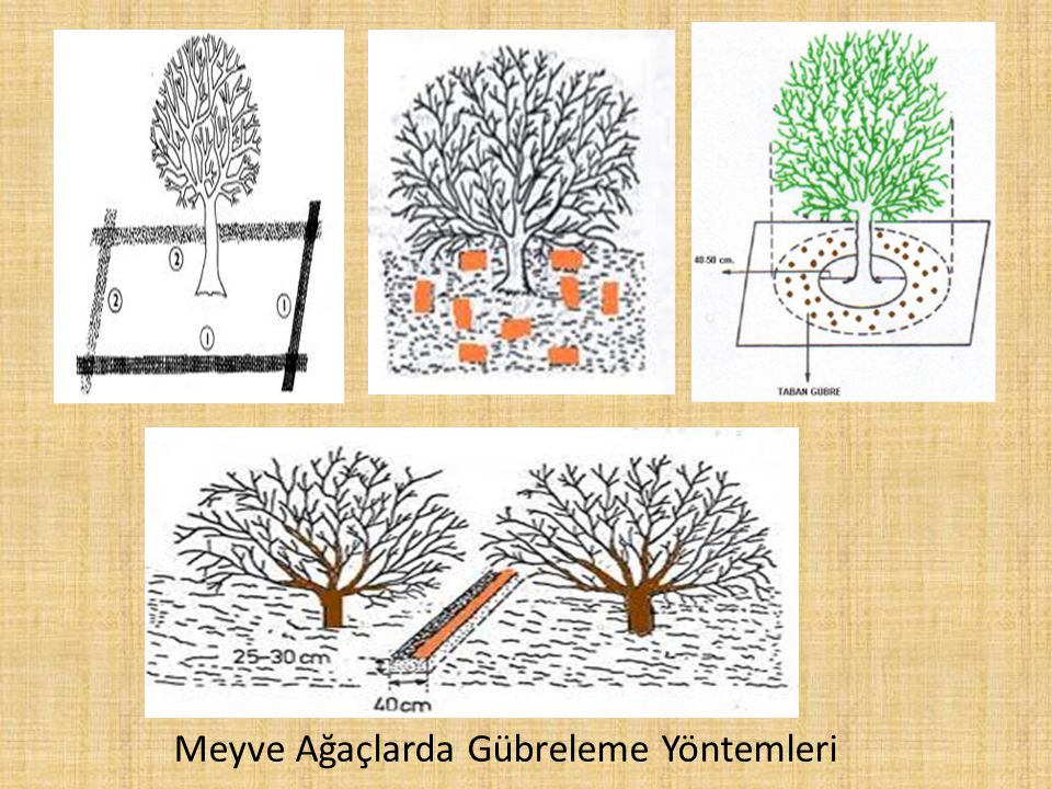 Meyve Ağaçlarda Gübreleme Yöntemleri