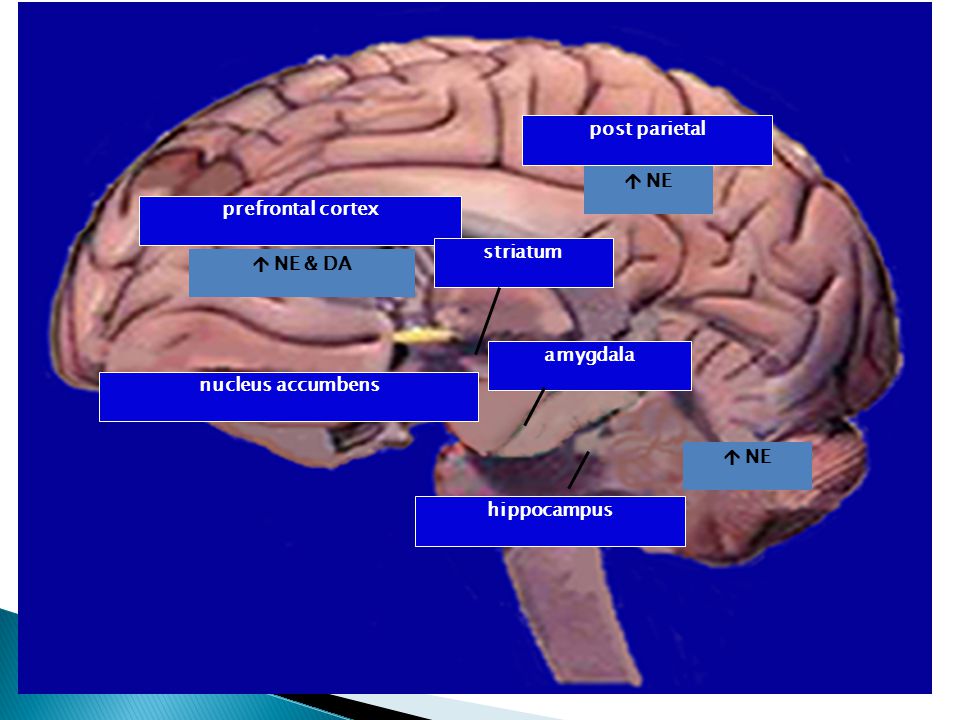 post parietal  NE prefrontal cortex  NE & DA striatum nucleus accumbens amygdala hippocampus