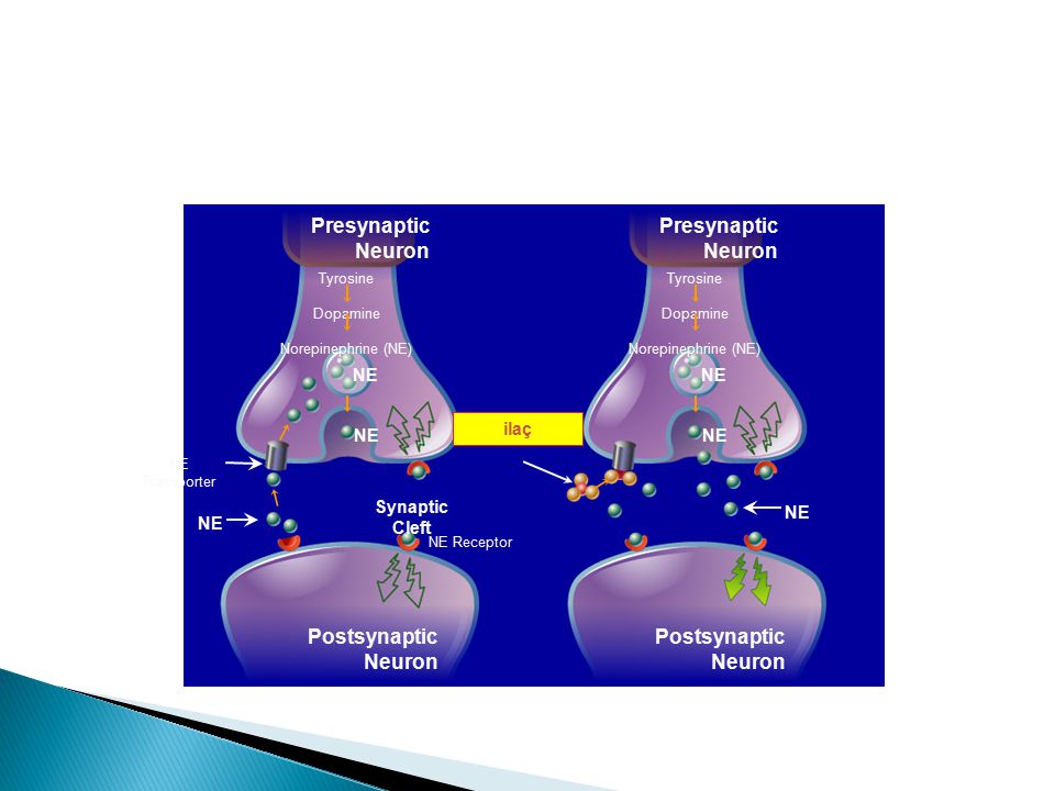 Presynaptic Neuron Postsynaptic Neuron NE ilaç Synaptic Cleft 12