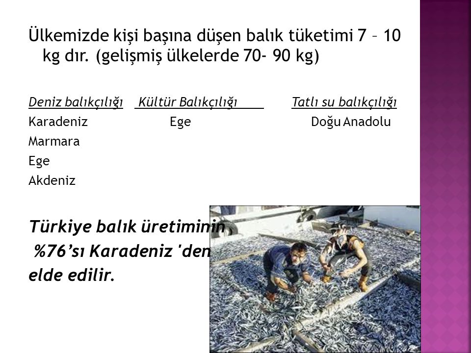 Türkiye balık üretiminin %76’sı Karadeniz den elde edilir.
