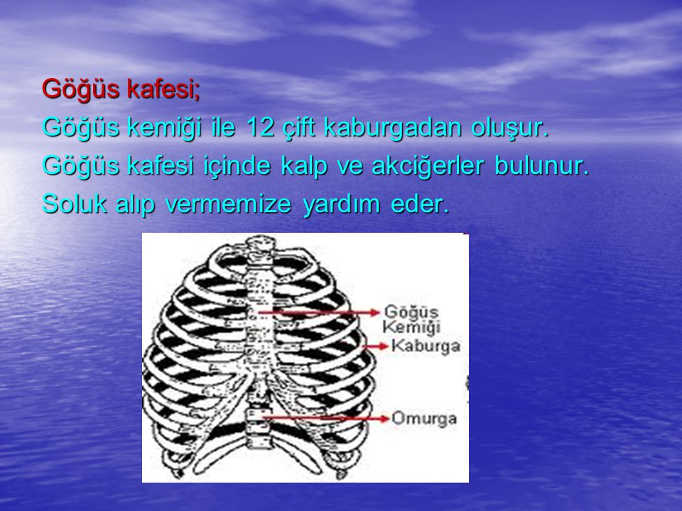 Göğüs kafesi; Göğüs kemiği ile 12 çift kaburgadan oluşur. Göğüs kafesi içinde kalp ve akciğerler bulunur.
