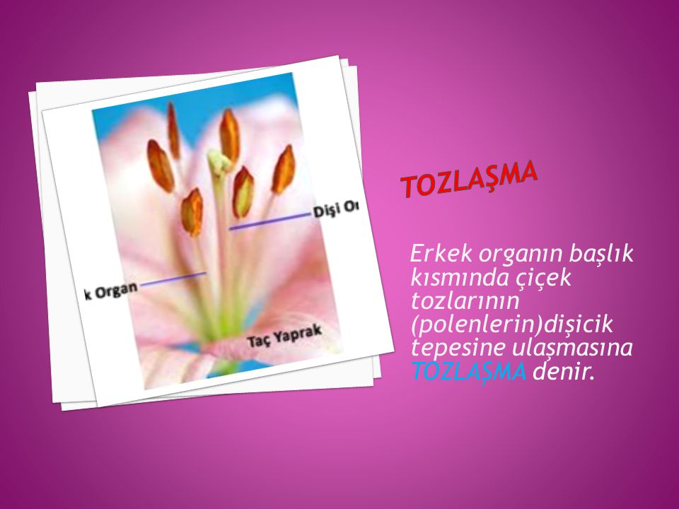tozlaşma Erkek organın başlık kısmında çiçek tozlarının (polenlerin)dişicik tepesine ulaşmasına TOZLAŞMA denir.
