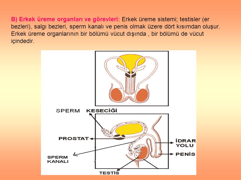B) Erkek üreme organları ve görevleri: Erkek üreme sistemi; testisler (er bezleri), salgı bezleri, sperm kanalı ve penis olmak üzere dört kısımdan oluşur.