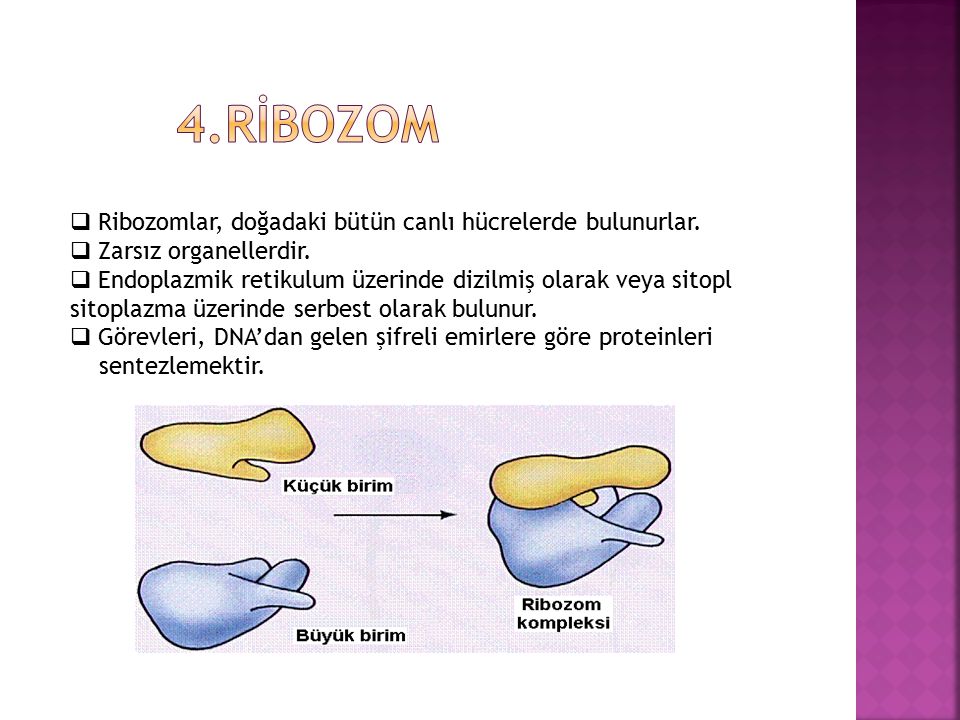 4.rİbozom Ribozomlar, doğadaki bütün canlı hücrelerde bulunurlar.