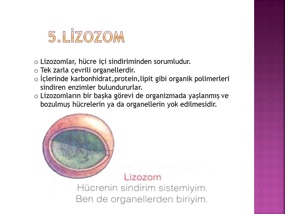 5.lİzozom Lizozomlar, hücre içi sindiriminden sorumludur.