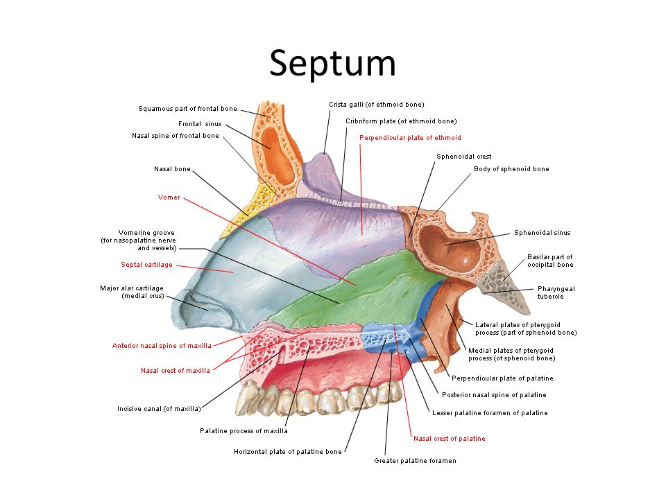 Septum Nasal septum 4 parçadan oluşur 1-Kartilaginöz septum