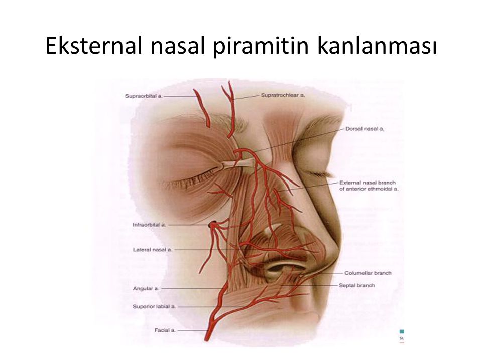 Eksternal nasal piramitin kanlanması