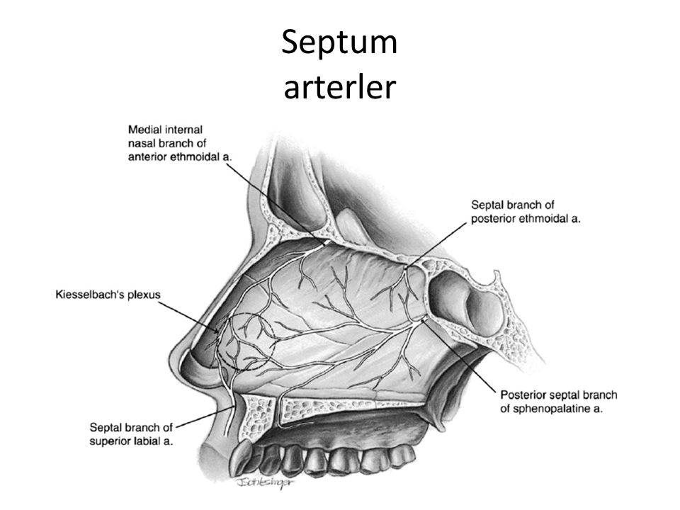 Septum arterler
