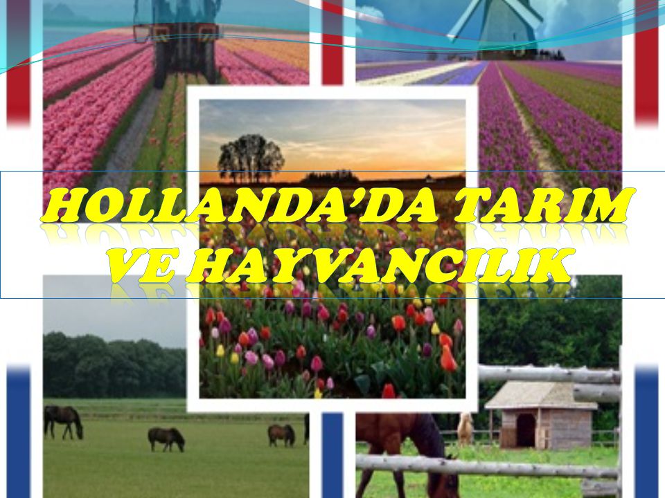 HOLLANDA’DA TARIM VE HAYVANCILIK