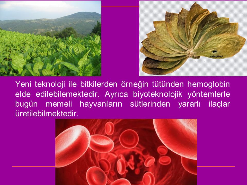 Yeni teknoloji ile bitkilerden örneğin tütünden hemoglobin elde edilebilemektedir.