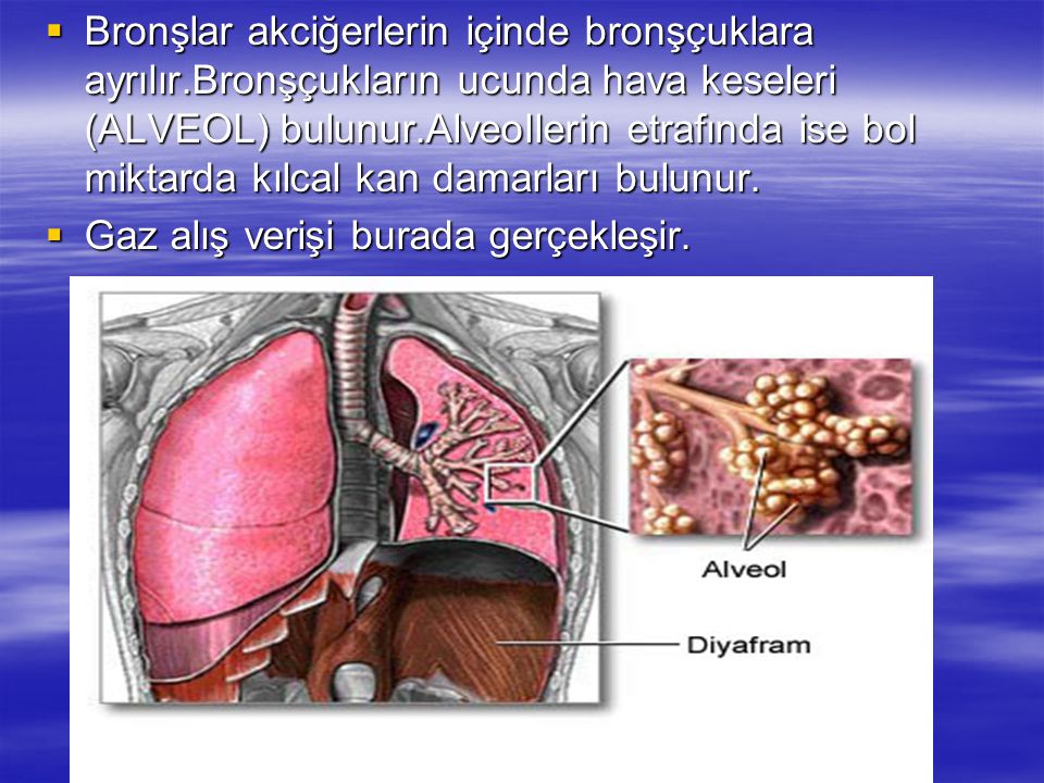 Bronşlar akciğerlerin içinde bronşçuklara ayrılır