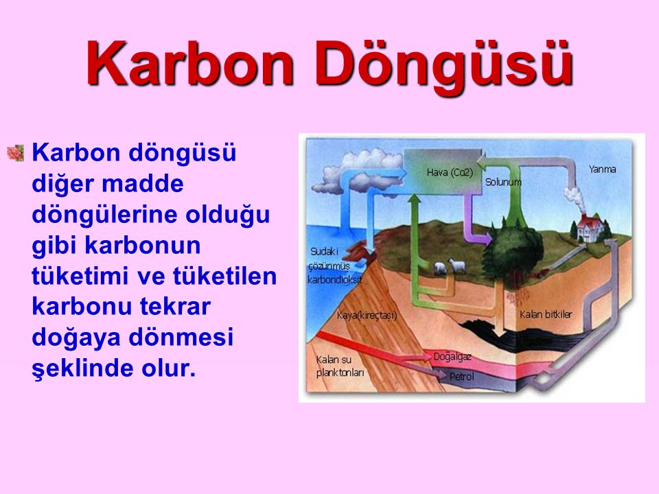 Karbon Döngüsü Karbon döngüsü diğer madde döngülerine olduğu gibi karbonun tüketimi ve tüketilen karbonu tekrar doğaya dönmesi şeklinde olur.