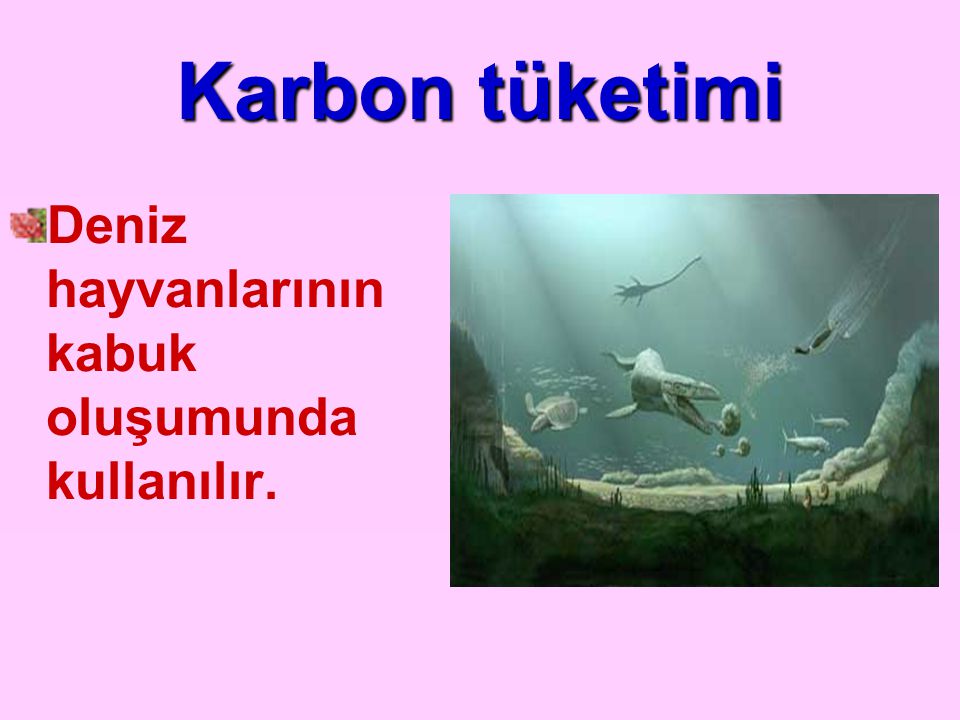 Karbon tüketimi Deniz hayvanlarının kabuk oluşumunda kullanılır.