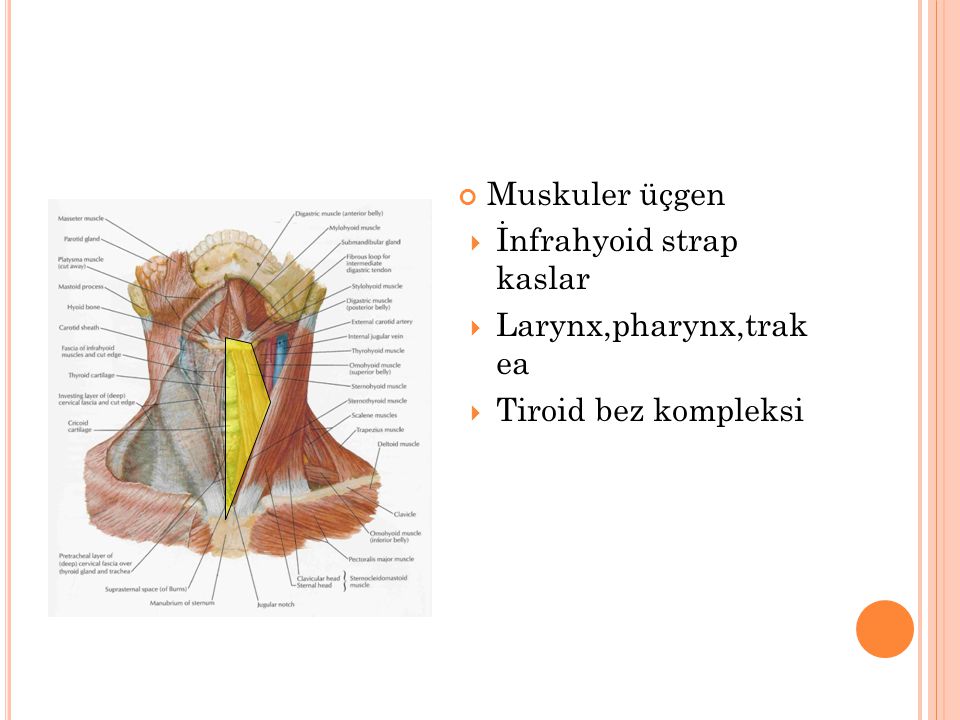 Muskuler üçgen İnfrahyoid strap kaslar Larynx,pharynx,trak ea Tiroid bez kompleksi