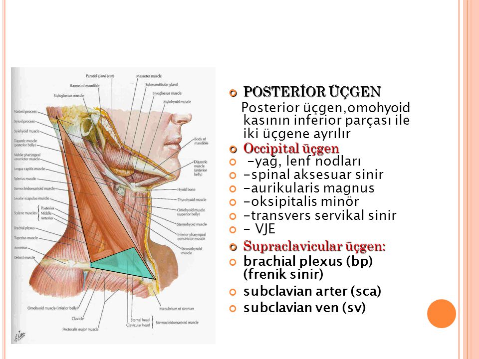 POSTERİOR ÜÇGEN Posterior üçgen,omohyoid kasının inferior parçası ile iki üçgene ayrılır. Occipital üçgen.
