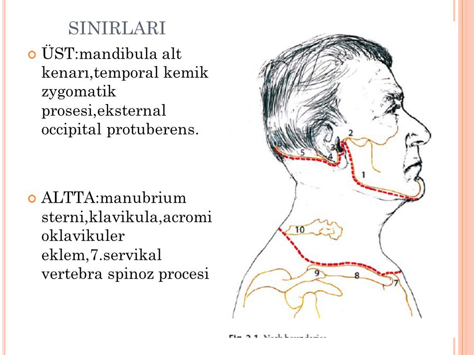 SINIRLARI ÜST:mandibula alt kenarı,temporal kemik zygomatik prosesi,eksternal occipital protuberens.