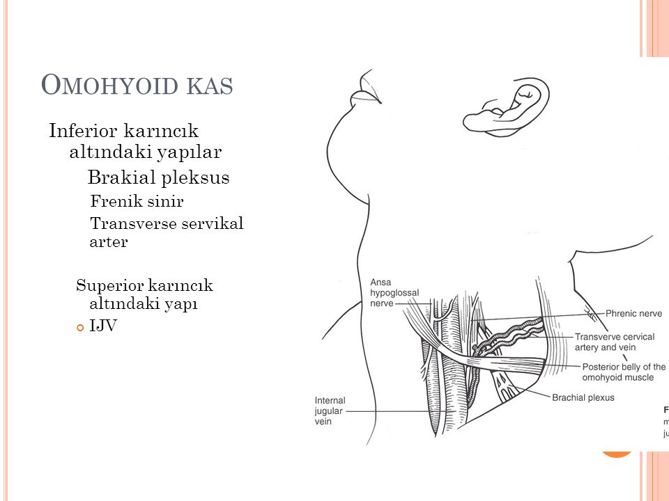 Omohyoid kas Inferior karıncık altındaki yapılar Brakial pleksus
