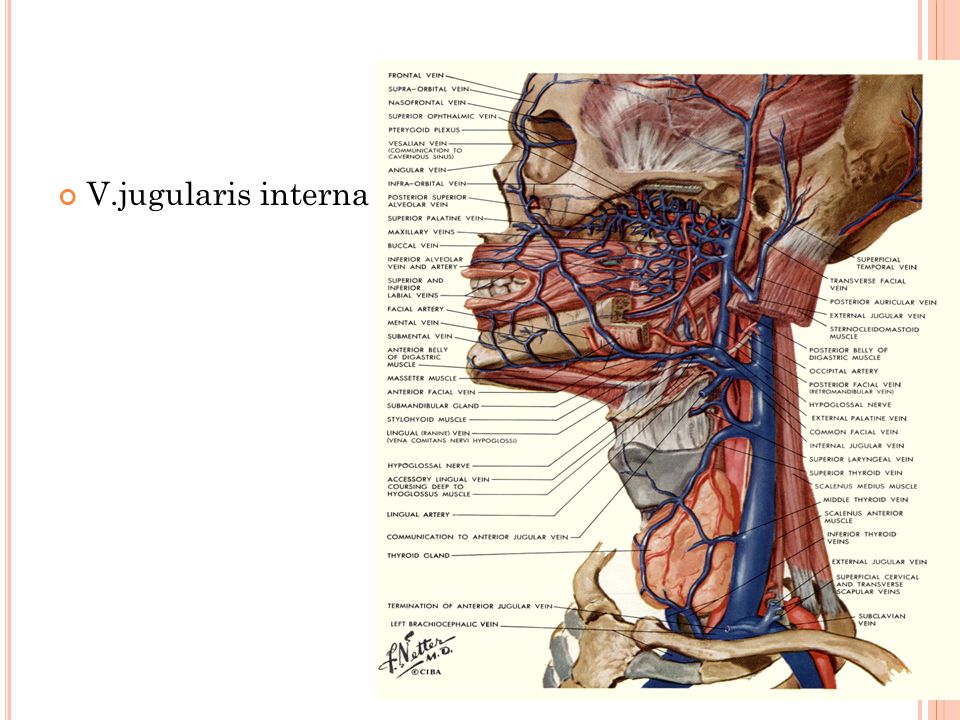 V.jugularis interna