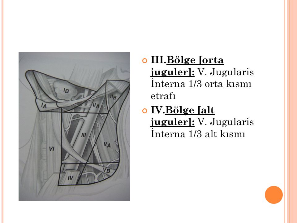 III.Bölge [orta juguler]: V. Jugularis İnterna 1/3 orta kısmı etrafı