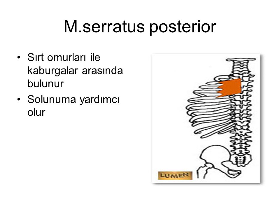M.serratus posterior Sırt omurları ile kaburgalar arasında bulunur