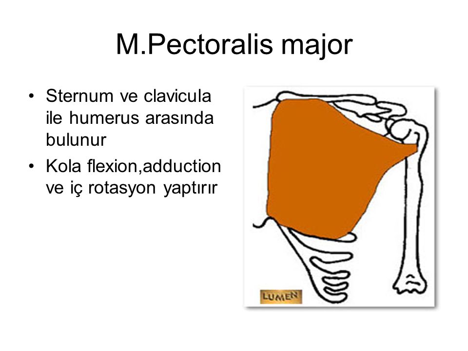 M.Pectoralis major Sternum ve clavicula ile humerus arasında bulunur