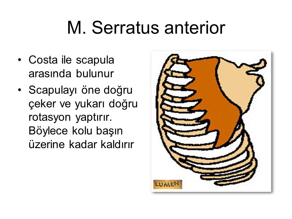 M. Serratus anterior Costa ile scapula arasında bulunur