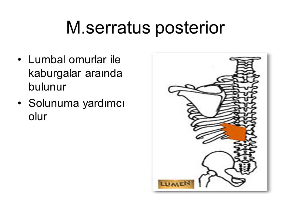 M.serratus posterior Lumbal omurlar ile kaburgalar araında bulunur
