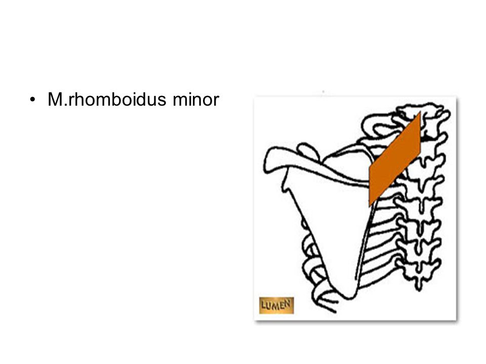 M.rhomboidus minor