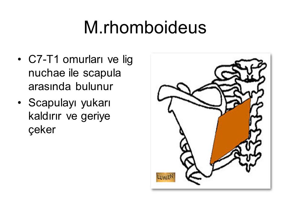 M.rhomboideus C7-T1 omurları ve lig nuchae ile scapula arasında bulunur.
