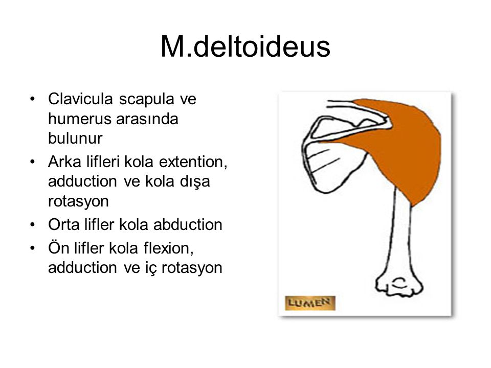 M.deltoideus Clavicula scapula ve humerus arasında bulunur