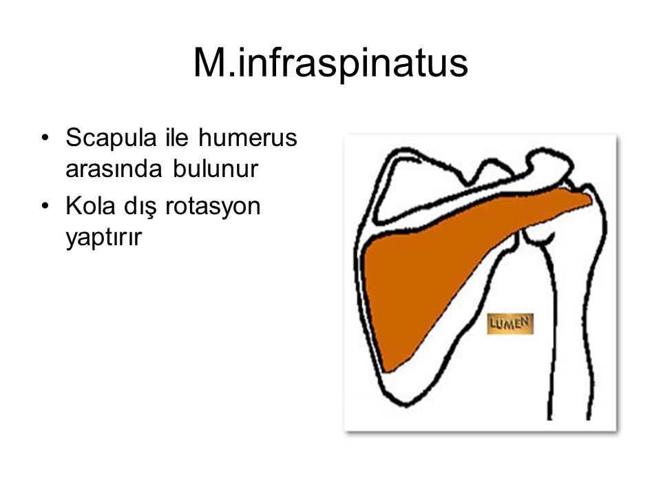 M.infraspinatus Scapula ile humerus arasında bulunur