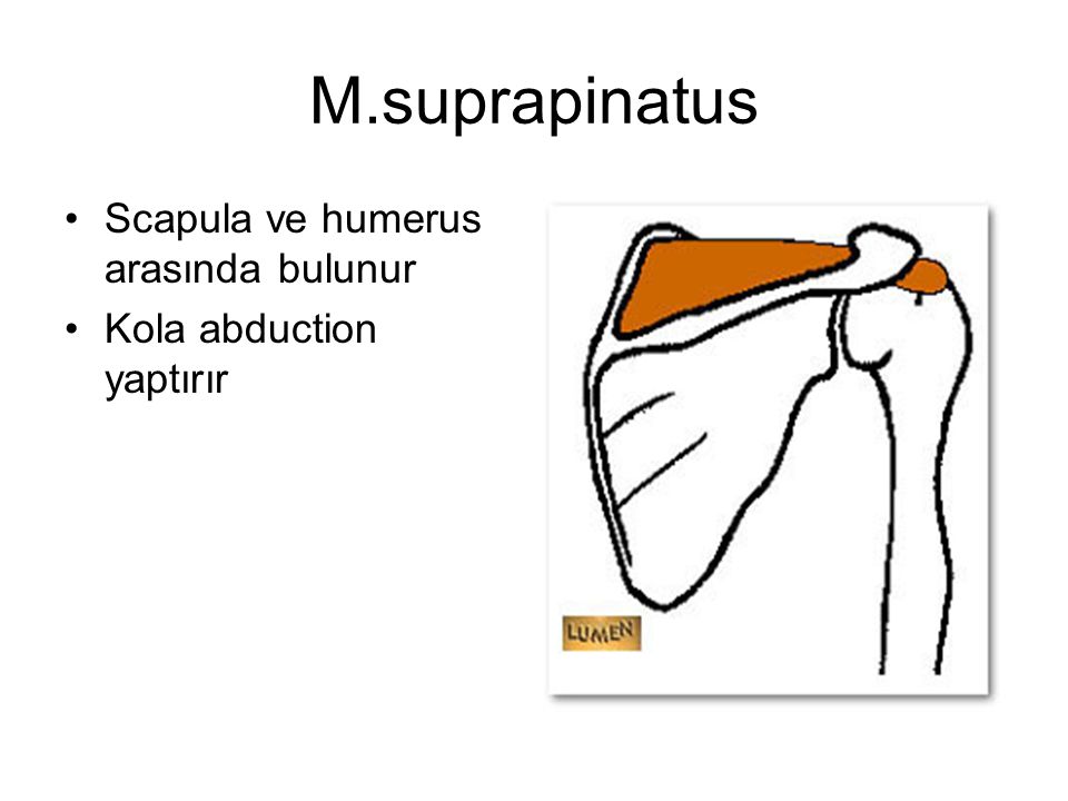 M.suprapinatus Scapula ve humerus arasında bulunur