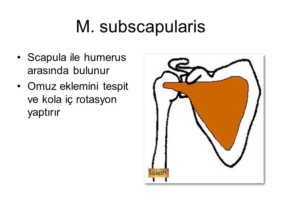 M. subscapularis Scapula ile humerus arasında bulunur
