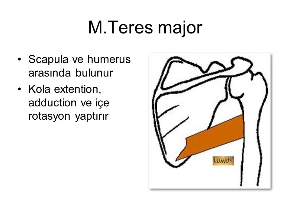 M.Teres major Scapula ve humerus arasında bulunur