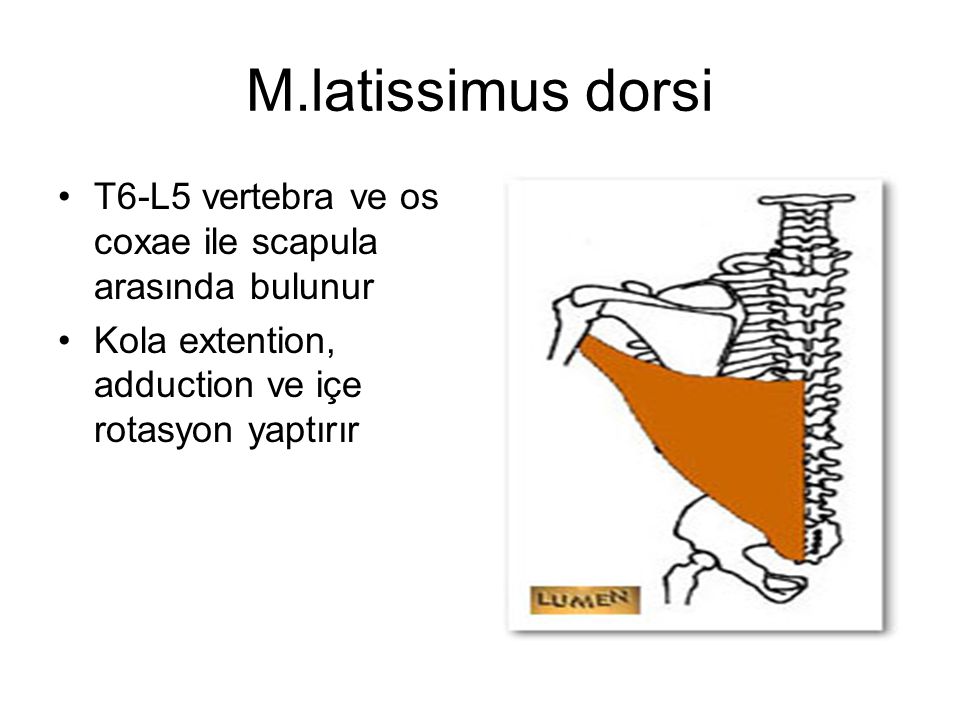 M.latissimus dorsi T6-L5 vertebra ve os coxae ile scapula arasında bulunur.
