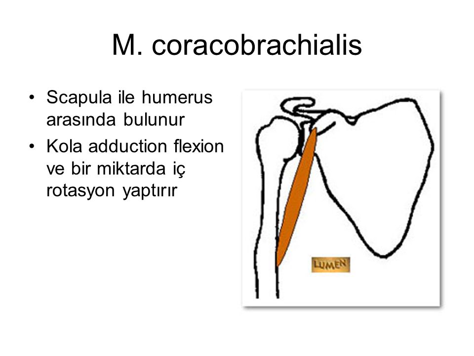 M. coracobrachialis Scapula ile humerus arasında bulunur