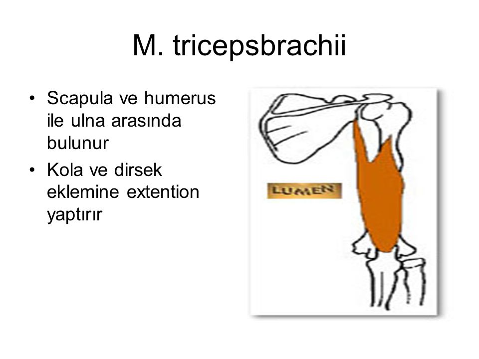 M. tricepsbrachii Scapula ve humerus ile ulna arasında bulunur